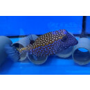 Ostracion meleagris - Whitespotted boxfish male large 