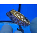 Ostracion meleagris - Whitespotted boxfish male large 