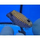 Ostracion meleagris - Whitespotted boxfish male large