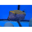 Ostracion meleagris - Whitespotted boxfish male large