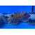 Ostracion meleagris - Whitespotted boxfish male large