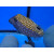 Ostracion meleagris - Whitespotted boxfish male large 