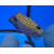 Ostracion meleagris - Whitespotted boxfish male large