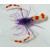 Stenopus tenuirostris - Blue boxer shrimp