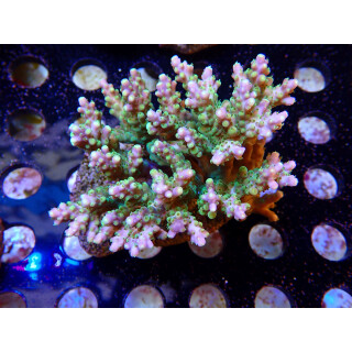 Acropora sp. Bali-Farmzucht