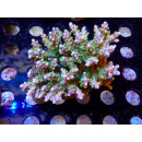 Acropora sp. Bali-Farmzucht