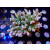 Acropora sp. Bali-Farmzucht