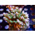 Acropora sp. Bali-Farmzucht