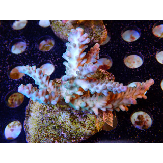 Acropora sp. Bali-Farmzucht