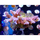 Acropora valida "Tricolor" Bali-Farmzucht