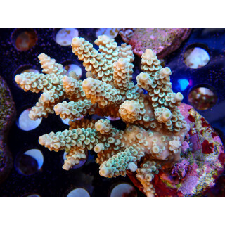 Acropora tenuis Bali-Farmzucht