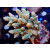 Acropora tenuis Bali-Farmzucht