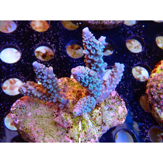 Acropora hoeksemai  Bali-Farmzucht
