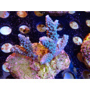 Acropora hoeksemai  Bali-Farmzucht