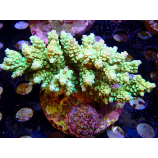 Acropora tenuis Bali-Farmzucht