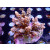 Acropora tenuis Bali-Farmzucht