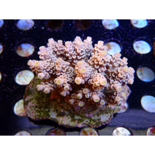 Acropora tenuis Bali-Farmzucht