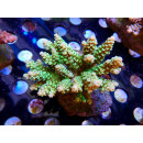 Acropora tenuis Bali-Farmzucht