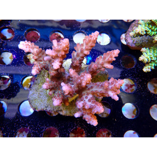 Acropora loripes Bali-Farmzucht