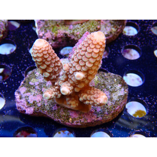 Acropora humilis Bali-Farmzucht