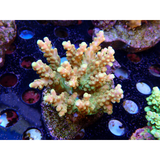 Acropora sp. Bali-Farmzucht