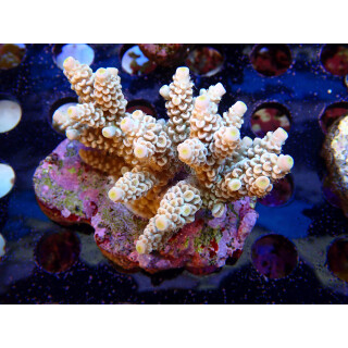 Acropora tenuis Bali-Farmzucht