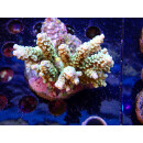 Acropora tenuis Bali-Farmzucht