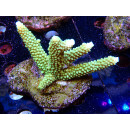 Acropora tumida Bali-Farmzucht