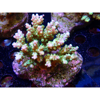 Acropora sp. Bali-Farmzucht
