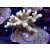 Acropora millepora Bali-Farmzucht