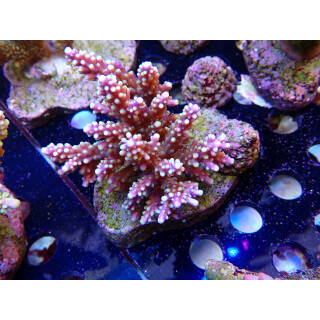 Acropora secale Bali-Farmzucht