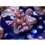 Acropora secale Bali-Farmzucht