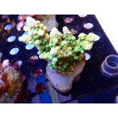 Acropora sp. Bali-Farmzucht