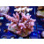 Acropora sp. Bali-Farmzucht