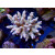 Acropora tenuis Bali-Farmzucht