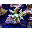 Acropora sp. Bali-Farmzucht