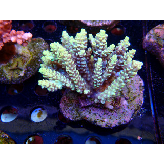 Acropora sp. Bali-Farmzucht