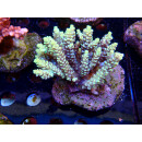 Acropora sp. Bali-Farmzucht
