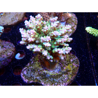 Acropora sp. Bali-Farmzucht