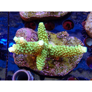 Acropora tumida Bali-Farmzucht