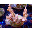 Acropora sp. Bali-Farmzucht