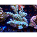 Acropora sp. Bali-Farmzucht
