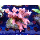 Acropora sp. Bali-Farmzucht