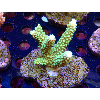 Acropora tumida Bali-Farmzucht