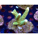Acropora tumida Bali-Farmzucht