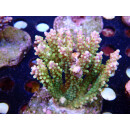 Acropora sp. Bali-Farmzucht