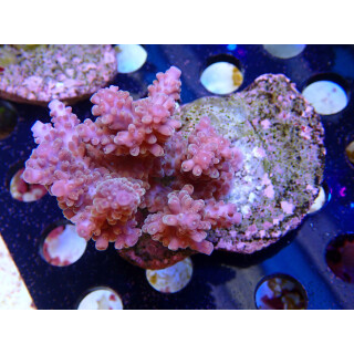 Acropora sp. Bali-Farmzucht