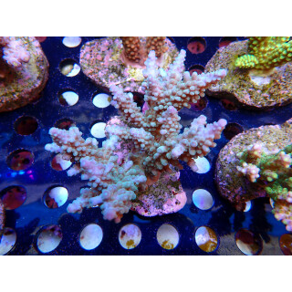 Acropora sp. Bali-Farmzucht