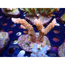 Acropora sp. Bali-Farmzucht
