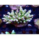 Acropora sp. Bali-Farmzucht